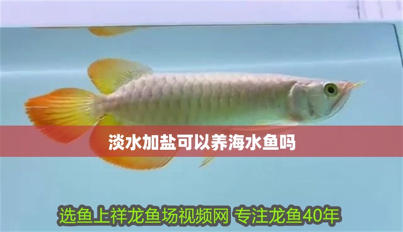 淡水加鹽可以養海水魚嗎