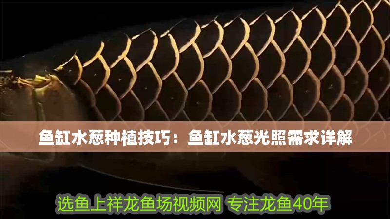 魚缸水蔥種植技巧：魚缸水蔥光照需求詳解
