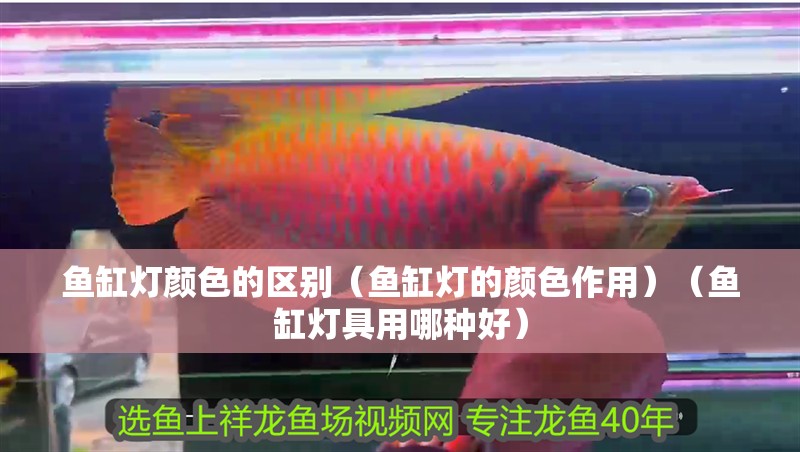 魚缸燈顏色的區別（魚缸燈的顏色作用）（魚缸燈具用哪種好）