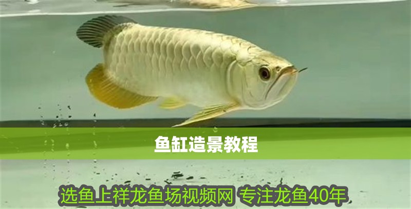 魚缸造景教程