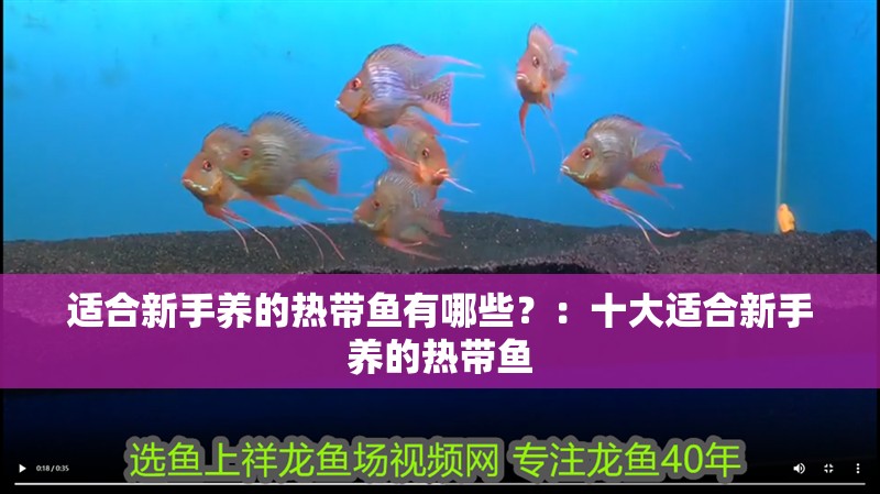 適合新手養的熱帶魚有哪些？：十大適合新手養的熱帶魚