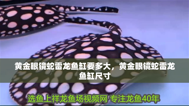黃金眼鏡蛇雷龍魚缸要多大，黃金眼鏡蛇雷龍魚缸尺寸