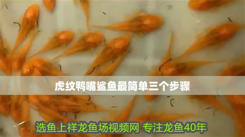 虎紋鴨嘴鯊魚最簡單三個步驟