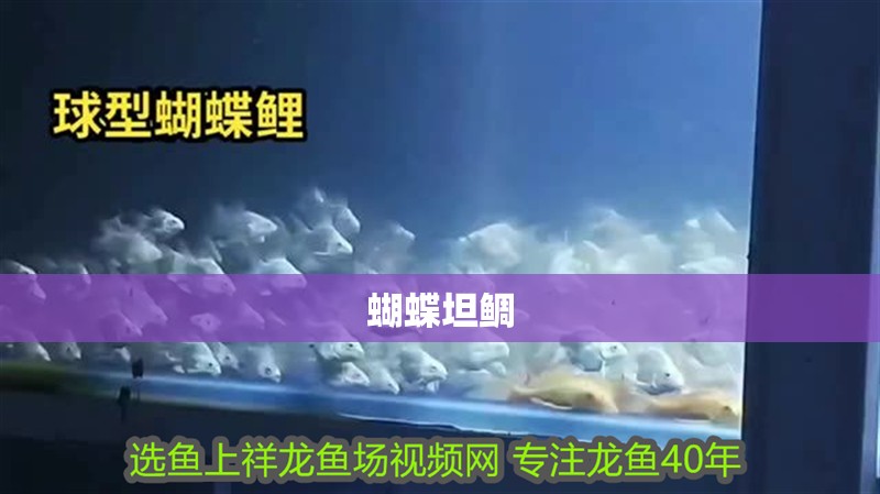 蝴蝶坦鯛 蝴蝶坦鯛 龍魚論壇