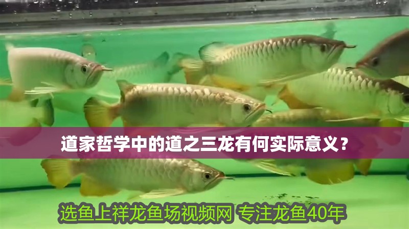 道家哲學(xué)中的道之三龍有何實際意義？