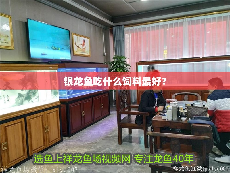 銀龍魚吃什么飼料最好？