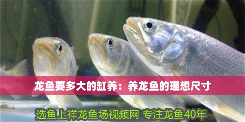 龍魚要多大的缸養：養龍魚的理想尺寸