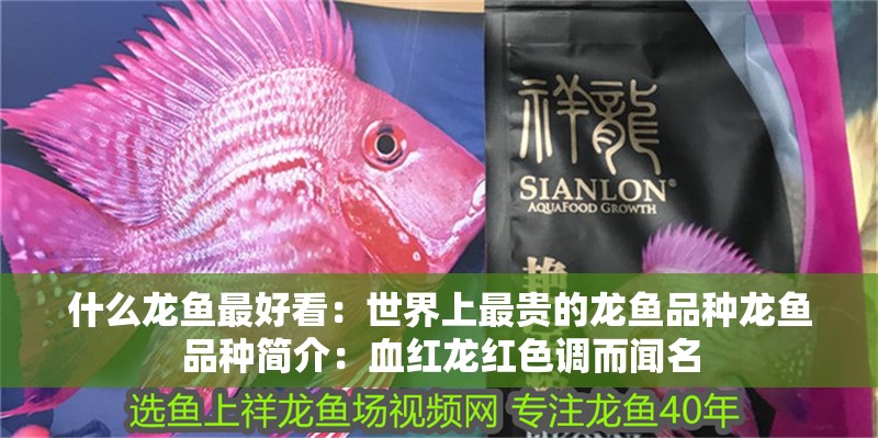 什么龍魚最好看：世界上最貴的龍魚品種龍魚品種簡介：血紅龍紅色調(diào)而聞名