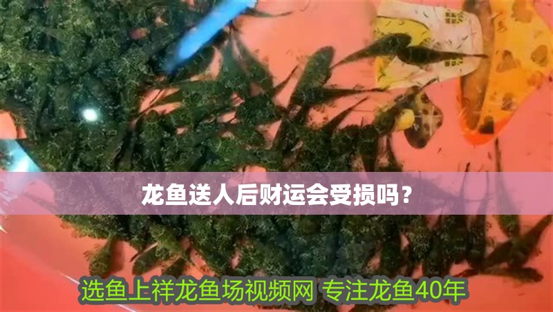 龍魚送人后財運會受損嗎？