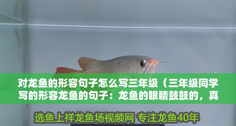 對龍魚的形容句子怎么寫三年級（三年級同學寫的形容龍魚的句子：龍魚的眼睛鼓鼓的，真可愛）