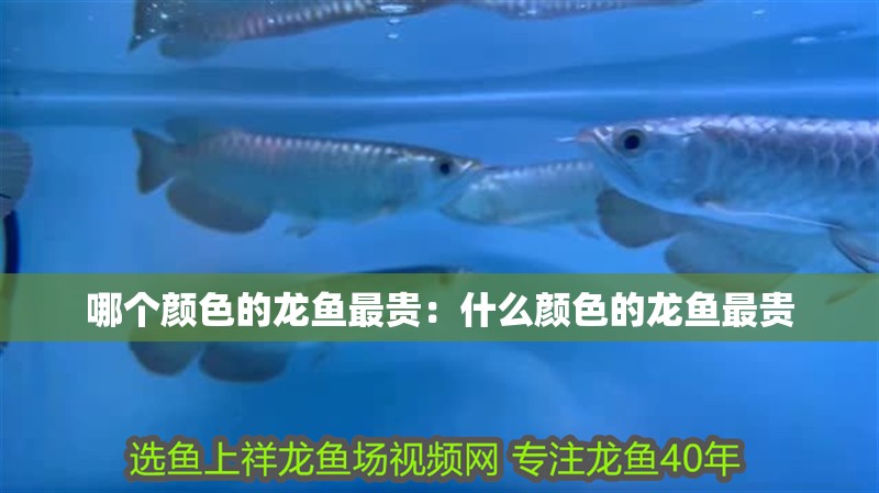 哪個(gè)顏色的龍魚(yú)最貴：什么顏色的龍魚(yú)最貴