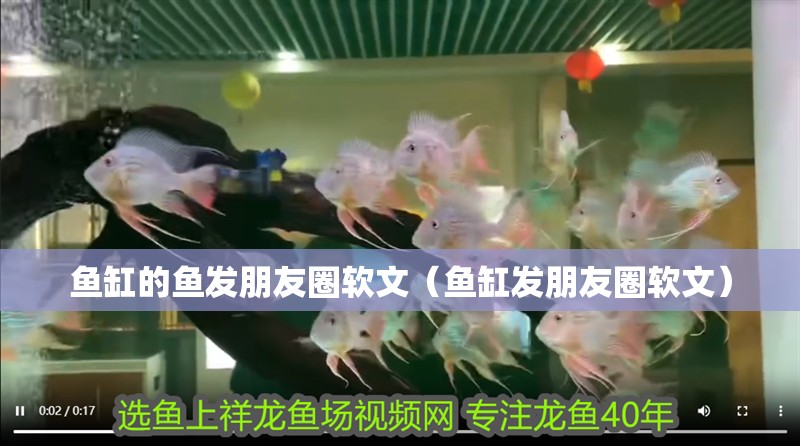 魚缸的魚發朋友圈軟文（魚缸發朋友圈軟文）