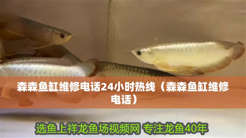 紅龍魚用黃燈烤有用嗎 森森魚缸維修電話24小時熱線(森森魚缸維修電話) 魚缸百科 森森魚缸維修電話24小時熱線(森森魚缸維修電話) 森森魚缸維修電話24小時熱線(森森魚缸維修電話) 魚缸百科