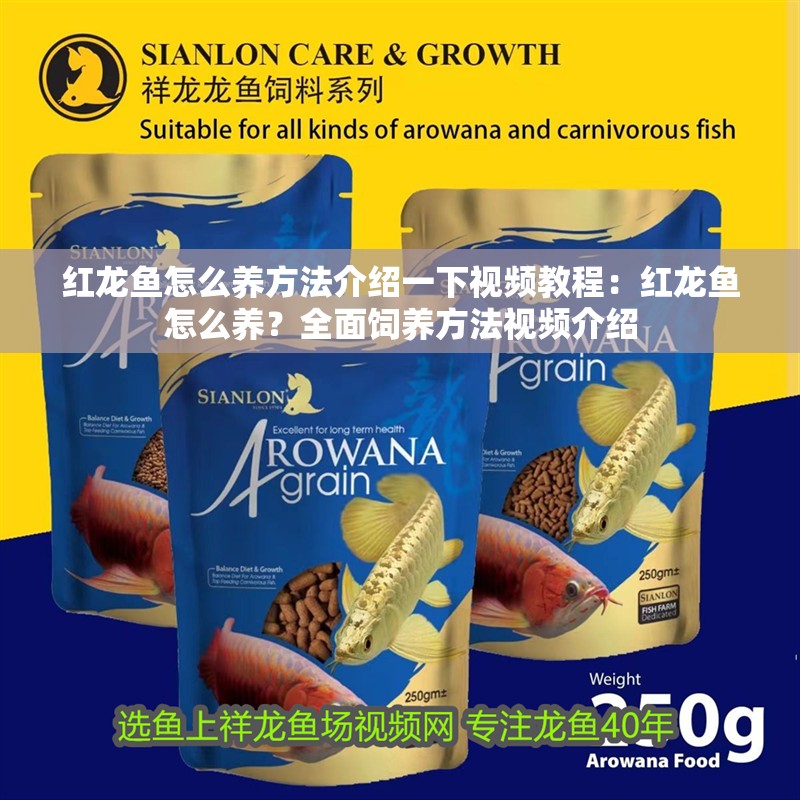 紅龍魚怎么養方法介紹一下視頻教程：紅龍魚怎么養？全面飼養方法視頻介紹