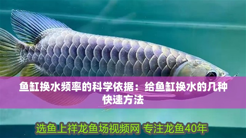 魚缸換水頻率的科學(xué)依據(jù)：給魚缸換水的幾種快速方法