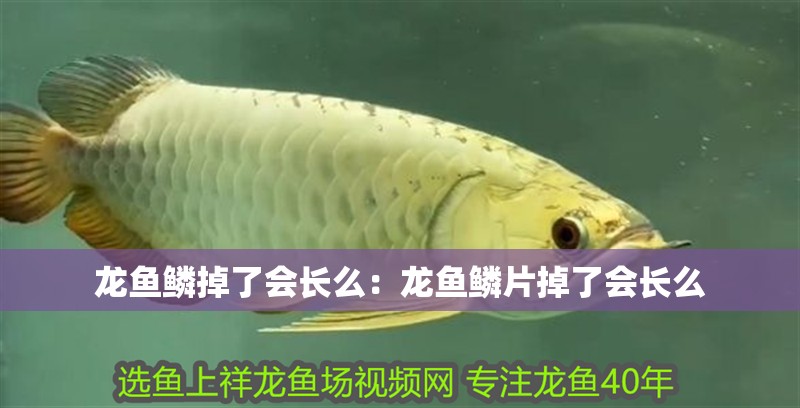 龍魚鱗掉了會長么：龍魚鱗片掉了會長么