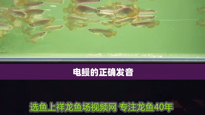 電鰻的正確發音 電鰻的正確發音 龍魚論壇