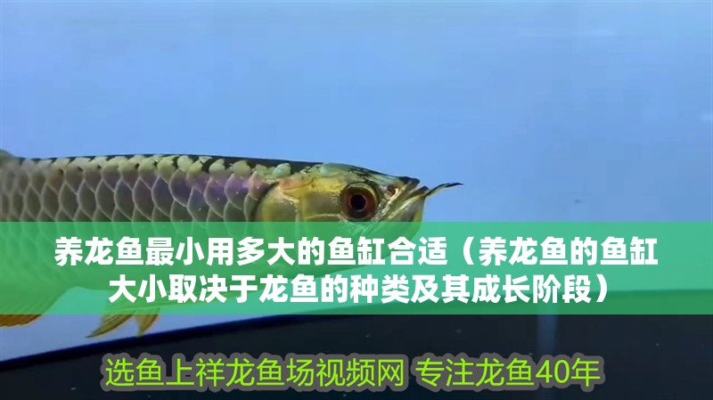 養(yǎng)龍魚最小用多大的魚缸合適（養(yǎng)龍魚的魚缸大小取決于龍魚的種類及其成長階段）