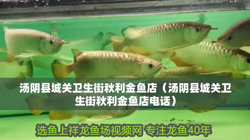 湯陰縣城關衛生街秋利金魚店（湯陰縣城關衛生街秋利金魚店電話）