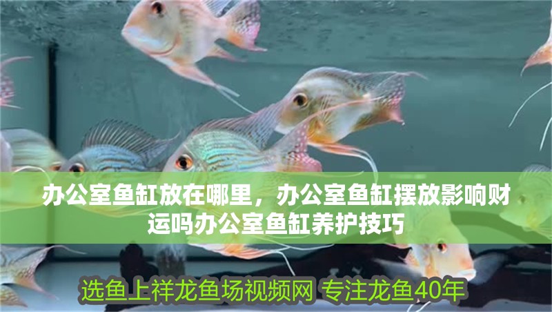 辦公室魚缸放在哪里，辦公室魚缸擺放影響財(cái)運(yùn)嗎辦公室魚缸養(yǎng)護(hù)技巧
