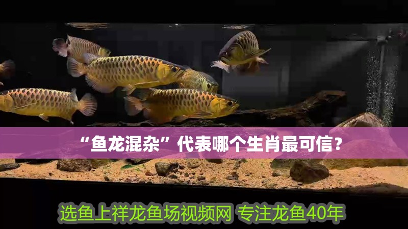 “魚龍混雜”代表哪個生肖最可信？