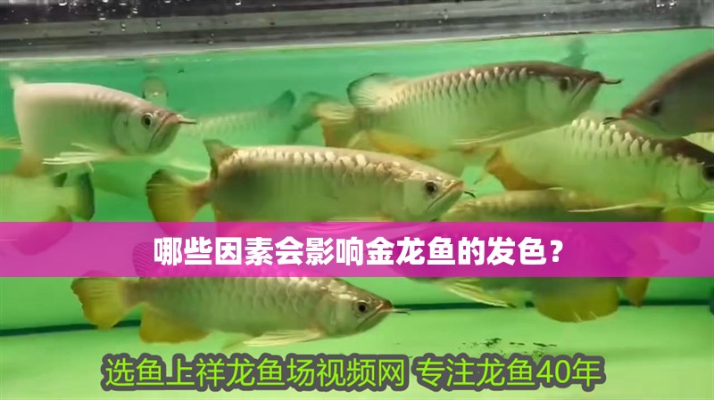 哪些因素會影響金龍魚的發(fā)色？