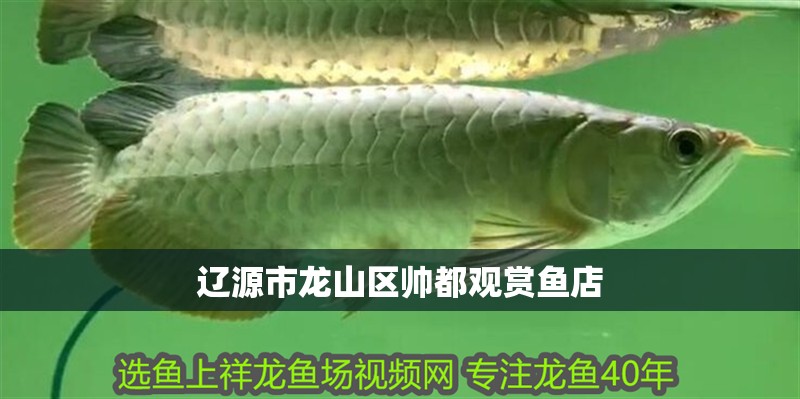 遼源市龍山區帥都觀賞魚店