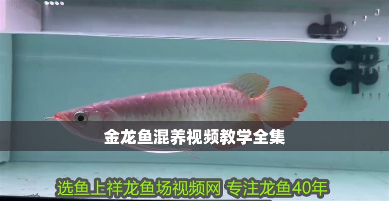 金龍魚混養視頻教學全集