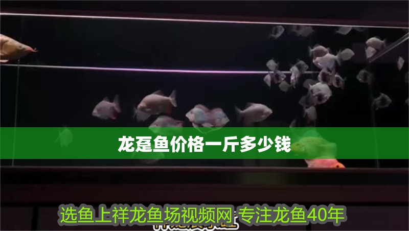 龍躉魚價格一斤多少錢
