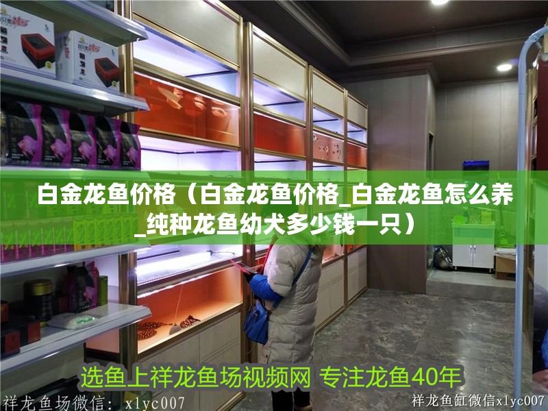 我的虎魚真菌感染了要怎么處理 白金龍魚價格(白金龍魚價格_白金龍魚怎么養_純種龍魚幼犬多少錢一只) 龍魚百科 白金龍魚價格(白金龍魚價格_白金龍魚怎么養_純種龍魚幼犬多少錢一只) 白金龍魚價格(白金龍魚價格_白金龍魚怎么養_純種龍魚幼犬多少錢一只) 龍魚百科