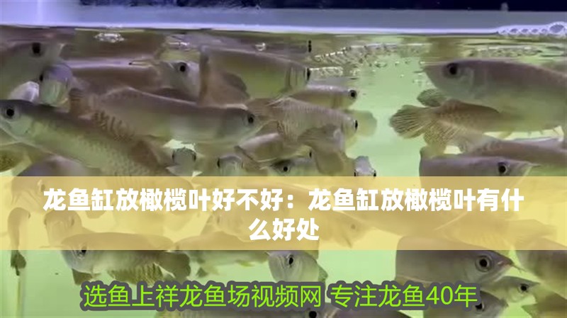 龍魚缸放橄欖葉好不好：龍魚缸放橄欖葉有什么好處