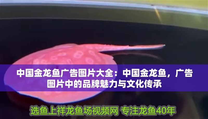 中國金龍魚廣告圖片大全：中國金龍魚，廣告圖片中的品牌魅力與文化傳承