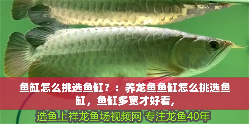 魚缸怎么挑選魚缸？：養龍魚魚缸怎么挑選魚缸，魚缸多寬才好看,