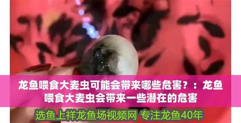龍魚喂食大麥蟲可能會(huì)帶來哪些危害？：龍魚喂食大麥蟲會(huì)帶來一些潛在的危害