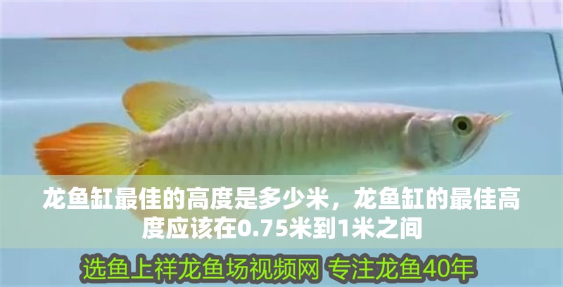 龍魚缸最佳的高度是多少米，龍魚缸的最佳高度應該在0.75米到1米之間