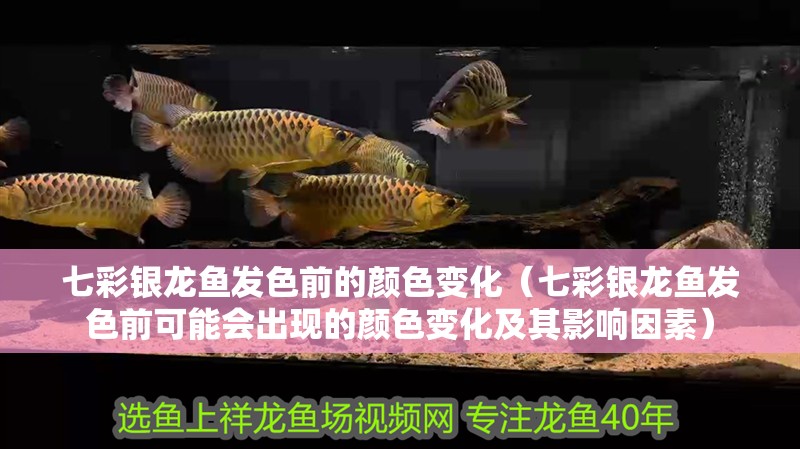 七彩銀龍魚發(fā)色前的顏色變化（七彩銀龍魚發(fā)色前可能會出現(xiàn)的顏色變化及其影響因素）