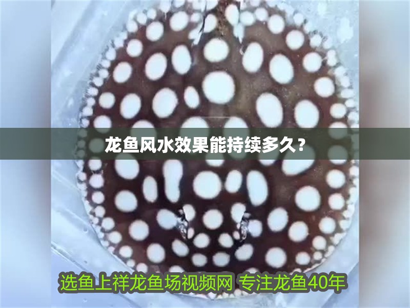 龍魚風水效果能持續多久？