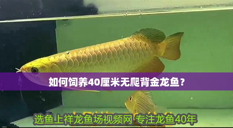 如何飼養(yǎng)40厘米無爬背金龍魚？