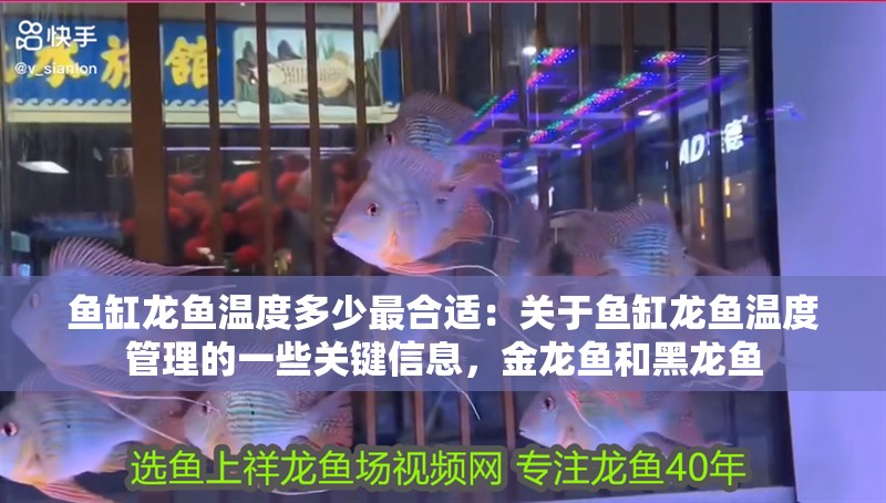 魚缸龍魚溫度多少最合適：關(guān)于魚缸龍魚溫度管理的一些關(guān)鍵信息，金龍魚和黑龍魚
