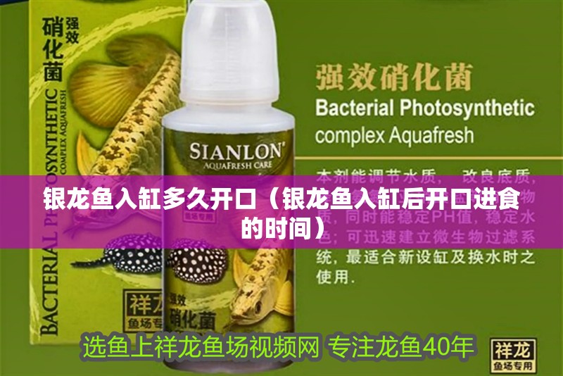 銀龍魚入缸多久開口（銀龍魚入缸后開口進食的時間）
