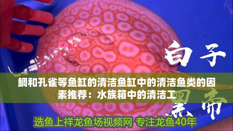 鯛和孔雀等魚缸的清潔魚缸中的清潔魚類的因素推薦：水族箱中的清潔工