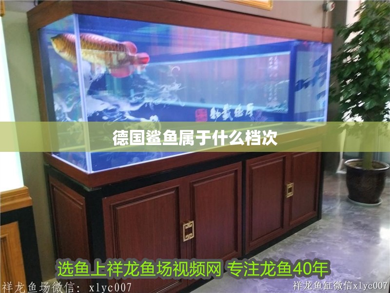 德國(guó)鯊魚屬于什么檔次