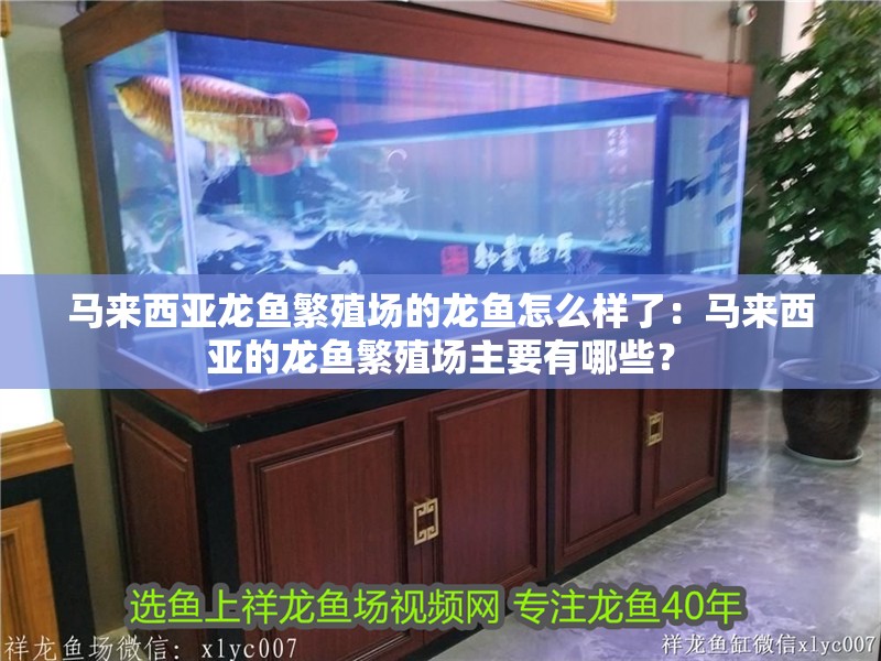 馬來西亞龍魚繁殖場的龍魚怎么樣了：馬來西亞的龍魚繁殖場主要有哪些？ 馬來西亞龍魚繁殖場的龍魚怎么樣了：馬來西亞的龍魚繁殖場主要有哪些？ 龍魚百科