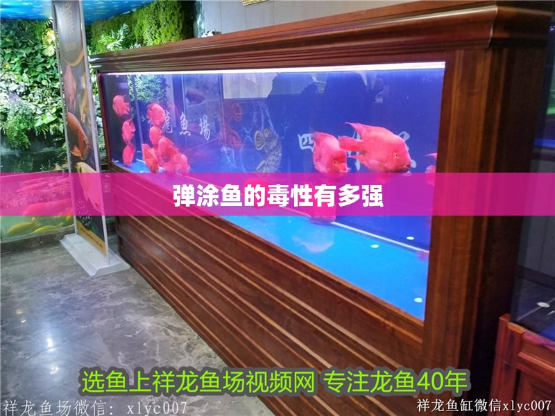 彈涂魚的毒性有多強