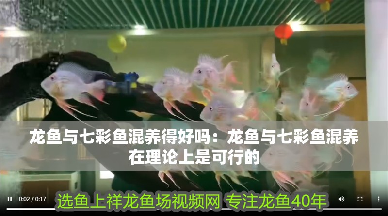 龍魚與七彩魚混養得好嗎：龍魚與七彩魚混養在理論上是可行的