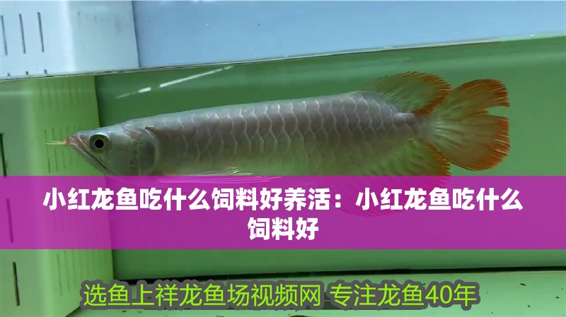 小紅龍魚吃什么飼料好養(yǎng)活：小紅龍魚吃什么飼料好