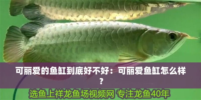 可麗愛的魚缸到底好不好：可麗愛魚缸怎么樣？