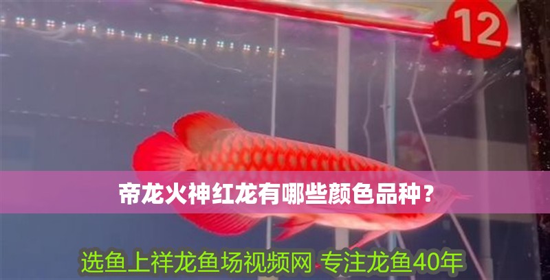 帝龍火神紅龍有哪些顏色品種？