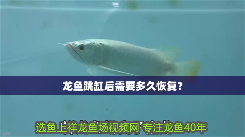 紅龍魚用黃燈烤有用嗎 龍魚跳缸后需要多久恢復? 龍魚論壇 龍魚跳缸后需要多久恢復? 龍魚跳缸后需要多久恢復? 龍魚論壇