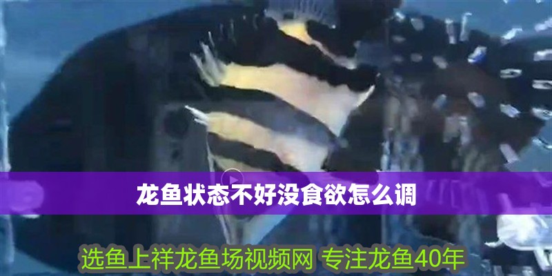 龍魚狀態不好沒食欲怎么調